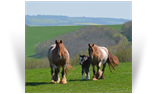 SD The Red Filly